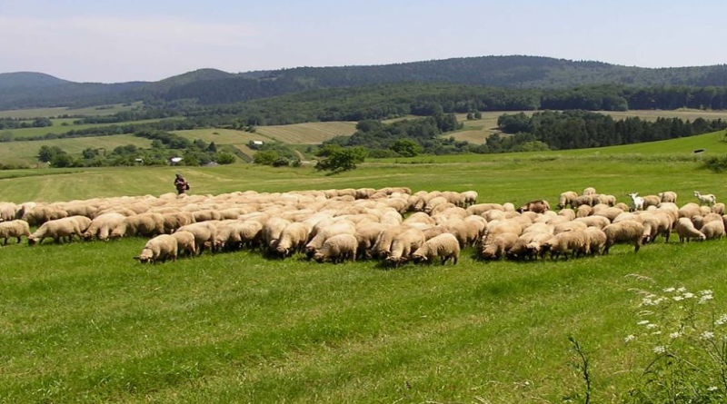 Tomislavgrad: Q groznicom zaraženo 275 ovaca