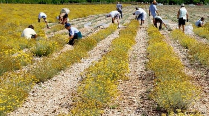 Na prostoru općine Tomislavgrad posadit će se preko 100 tisuća sadnica smilja