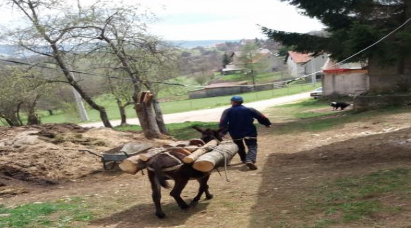 Šujica: Preko dresiranog magarca kradu ogrjev