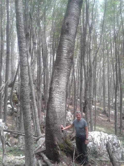 Divovska trešnja u našoj Županiji izrasla na kamenu