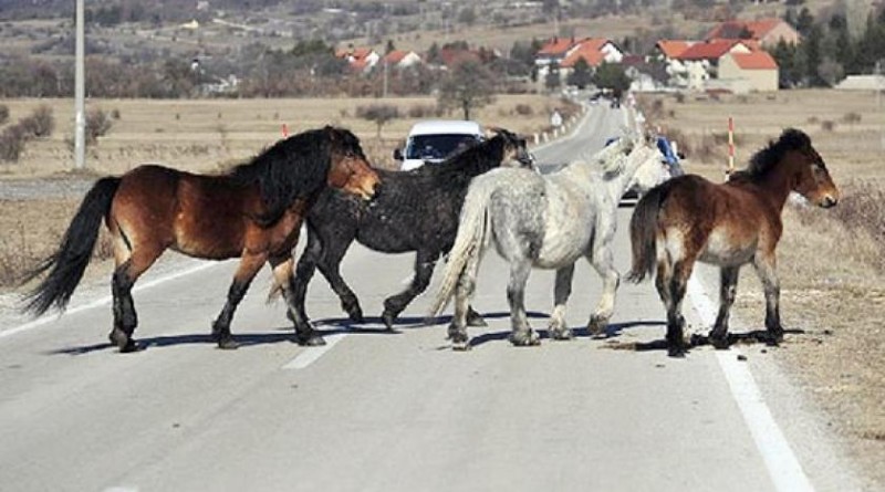 Vozači upozoravaju na probleme s poludivljim konjima na Borovoj glavi