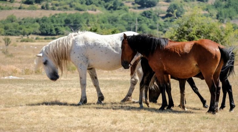 Ljepota livanjskih "divljih" konja ostavlja bez daha