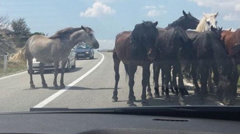 Zbog divljih konja učestale prometne nesreće na putu Livno – Šujica