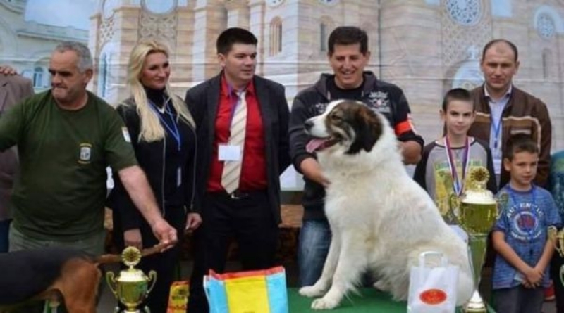 ​Tornjak iz Livna osvojio prvo mjesto na World Dog Showu
