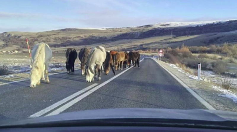 Divlji konji stvaraju probleme vozačima na Borovoj glavi