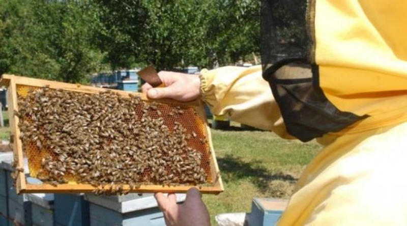 Tomislavgrad: 'Škola pčelarstva' okupila veliki broj pčelara