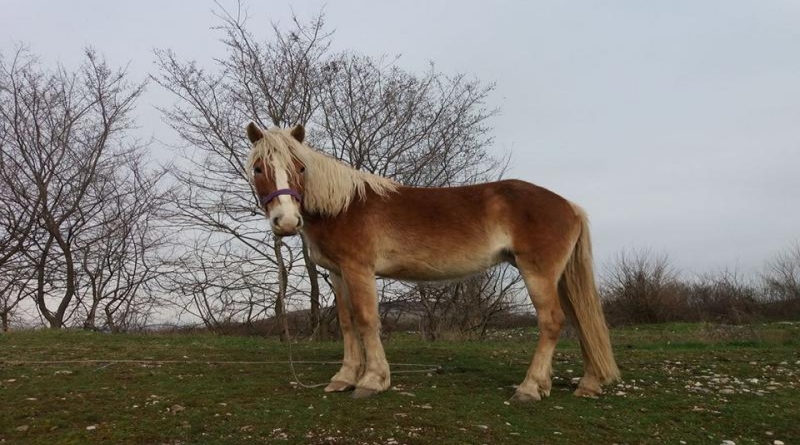 NA BLIDINJU NESTALA KOBILA