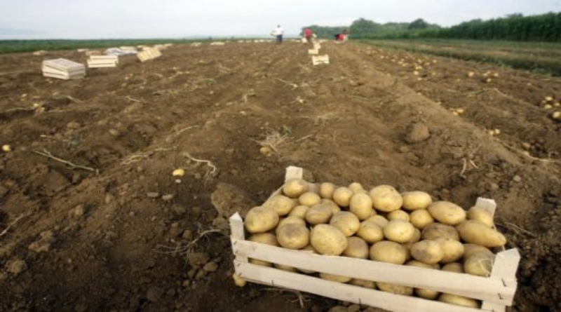 GLAMOČ: Poljoprivrednici nemaju kome prodati krompir, iako je kvalitet neupitan?!
