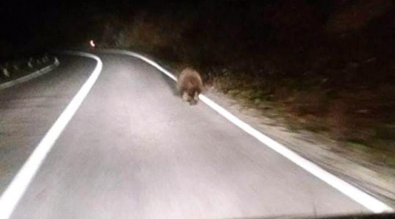 Vozač snimio medvjeda kako trči na cesti