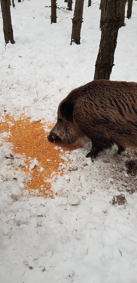 FOTO: Livanjski lovci pomažu divljim životinjama preživjeti zimu