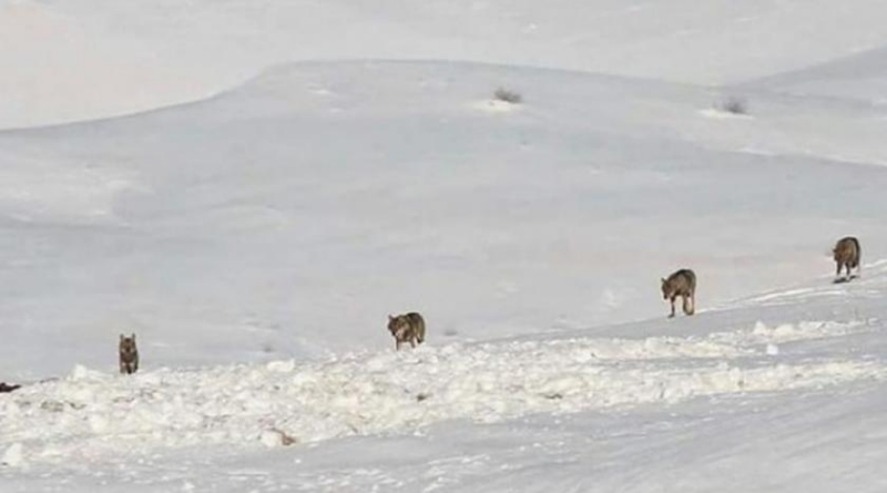 Čopor vukova snimljen kako luta snježnim prostranstvom u blizini Glamoča