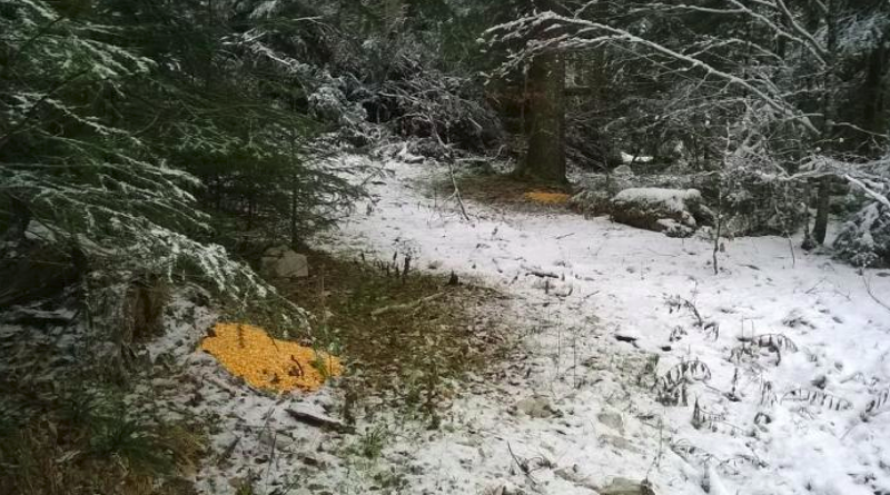 DRVAR: Lovočuvari pomažu divljim životinjama preživjeti zimu