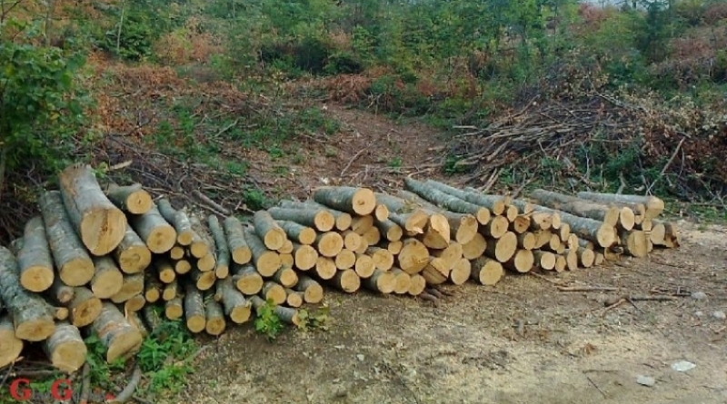 Uskoro zabrana izvoza drvne sirovine iz BiH