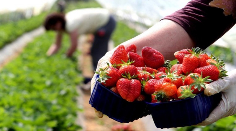 Zbog pesticida zabranjen uvoz 4 tone jagoda u BiH