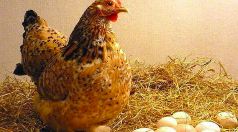 Znanstvenici konačno otkrili: Što je starije — kokoš ili jaje?