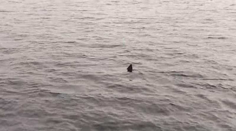 Morskom psu se sviđa Jadran. Opet snimljen kod Makarske (VIDEO)