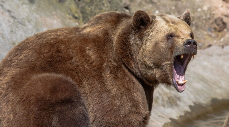 Kuprešaci pozvali ministra da ih zaštiti od medvjeda