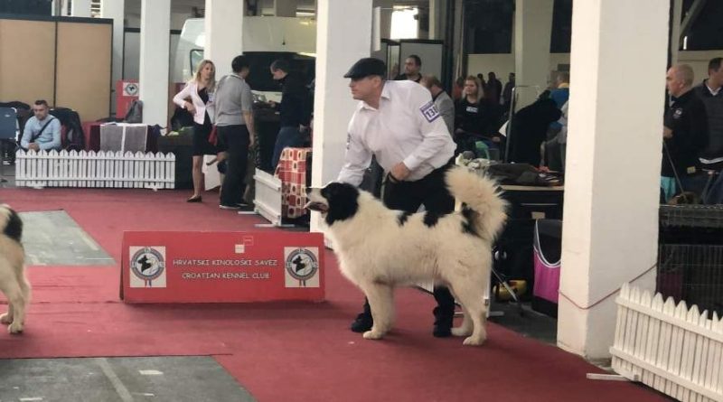 FOTO : Na Međunarodnoj kinološkoj izložbi u Zagrebu uspješno predstavljen KK”Tornjak” iz Tomislavgrada