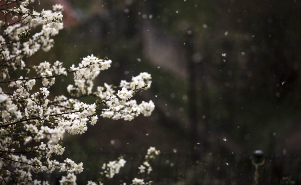 Snijeg iznenadio u BiH: Padao po rascvjetanim voćkama (FOTO)