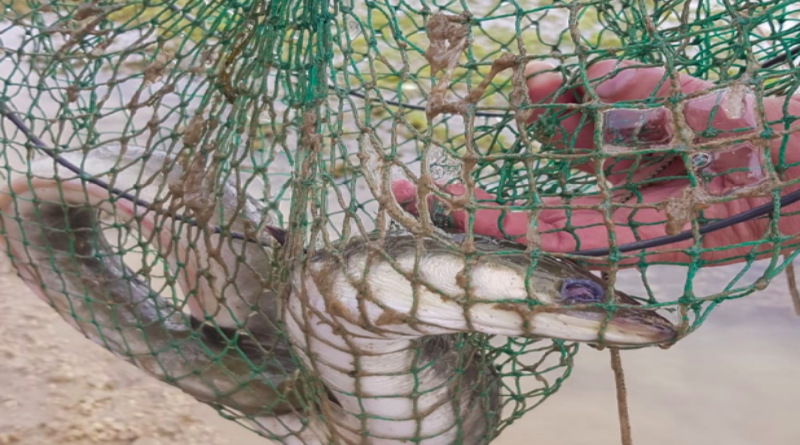 FOTO/VIDEO: Čudovište iz Neretve uhvaćeno na Buškom jezeru!?