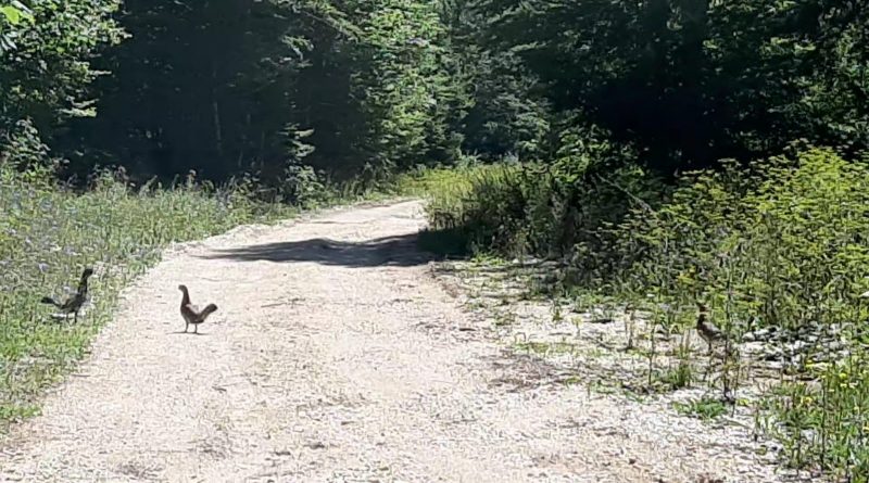 HBŽ VIDEO: Nesvakidašnji prizor na šumskom putu.. četiri mlade jedinke Tetrijeba gluhana u šumi na području HBŽ