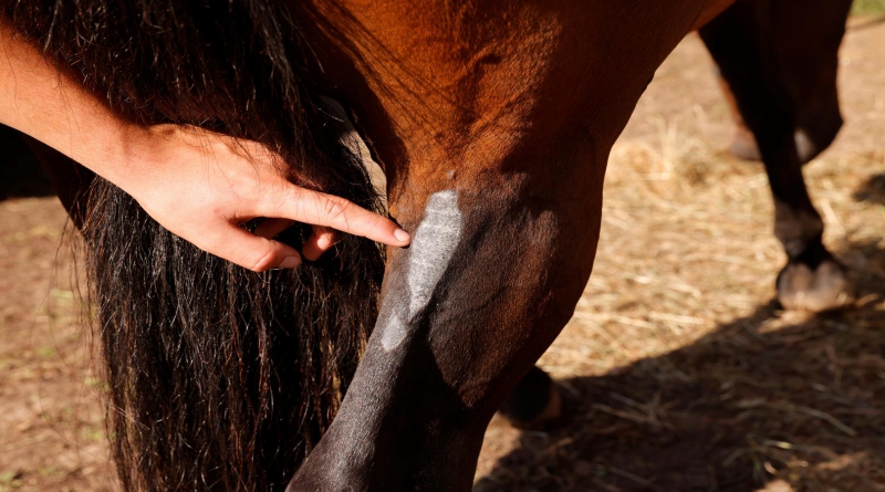 Osakaćeno više od 150 konja: Odsiječene uši i genitalije i razderana koža