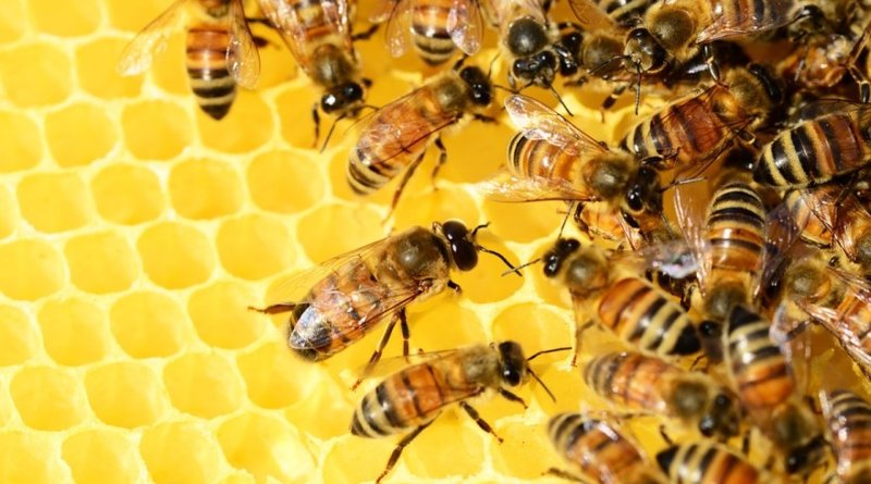 LIVNO: Popis odabranih korisnika za dodjelu pčelinjih društava