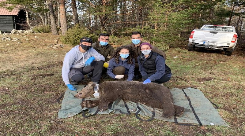 ŠGD: U sklopu projekta Bear in Mind obilježen mrki medvjed