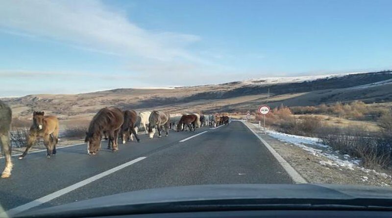 Vozači pripazite: Na putu Livno - Šuica učestali izlasci divljih konja na cestu