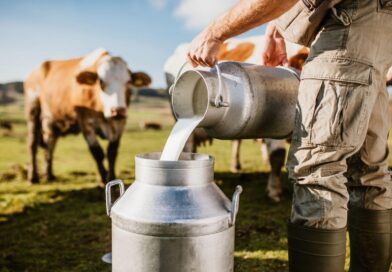Rekordne brojke u proizvodnji mlijeka: Tomislavgrad predvodi, stočarstvo jača cijelu županiju