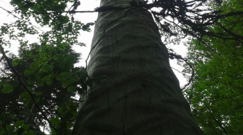 Šumski totem u Kupresu