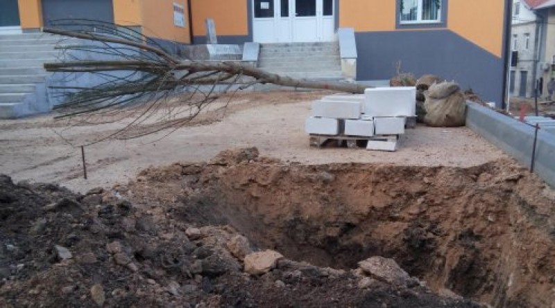 Novih 30 stabala javora u središnjoj ulici Tomislavgrada