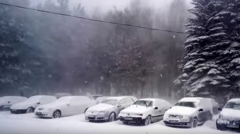 Video:: NEUOBIČAJENO OBIČNA MEĆAVA NA KUPRESU