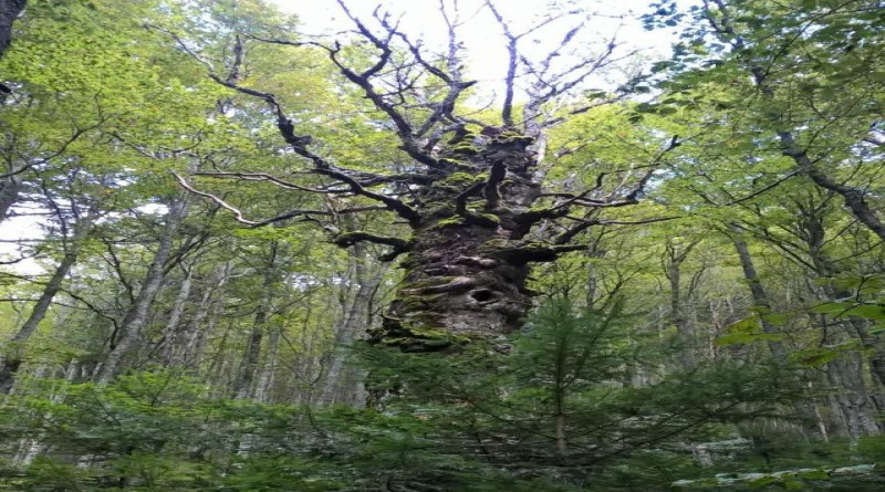 Kupres: Monster Beech