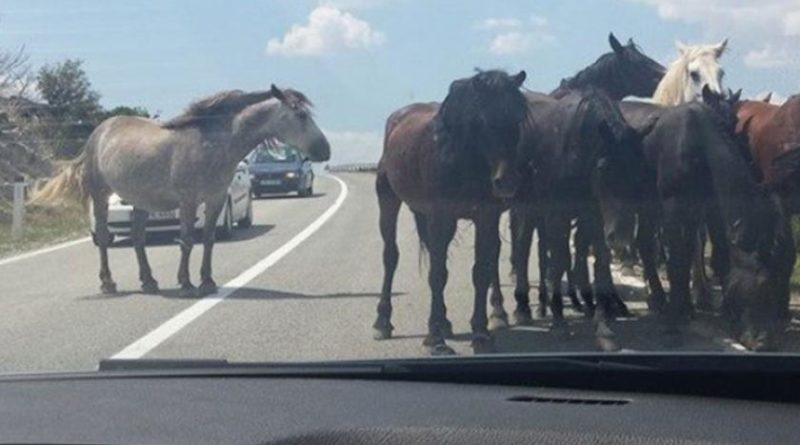 Zbog divljih konja učestale prometne nesreće na putu Livno – Šujica