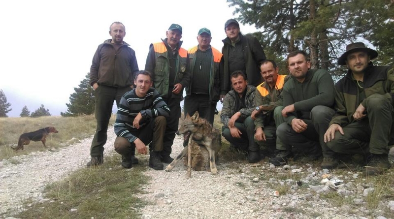 LU ORLOV KUK: Odstrjeljena kapitalna vučica
