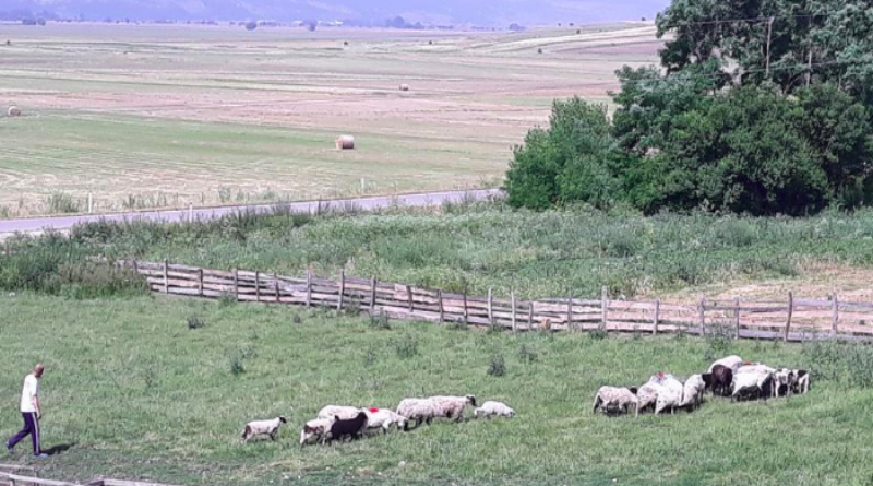HBŽ: Živimo od ovčarstva, a sad zbog Q-groznice ne možemo prodati janjce. Očajni smo...