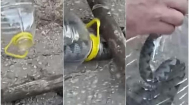 PO NAMA “AKCIJA” OPASNA PO ŽIVOT Ulovio poskoka i odnio doma kao kućnog ljubimca (VIDEO)