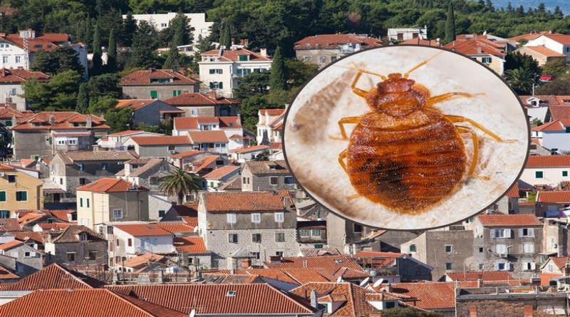 AJME ONOME KOME UĐU U KUĆU Krvožedni paraziti preplavili Dalmaciju, ljudi zbog njih spaljuju namještaj i čupaju parkete!