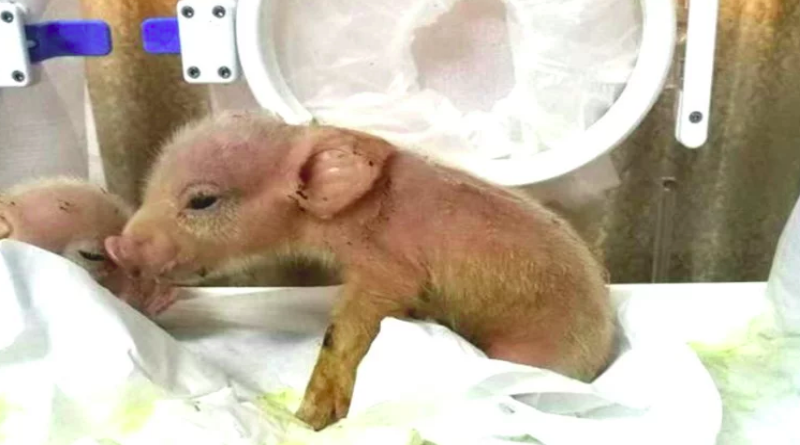NEKA NAM JE BOG NA POMOĆI: U kineskom laboratoriju rođeni prvi hibridi majmuna i svinja, a planiraju....