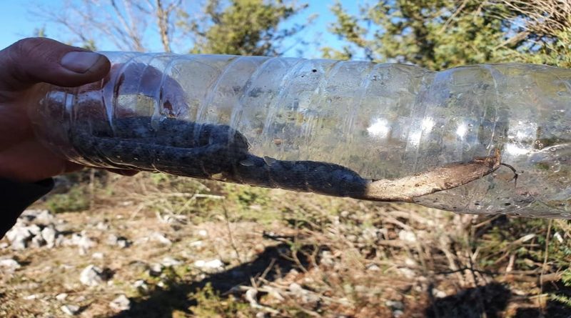 Bijača: Usred zime ulovili poskoka. I to na -6 stupnjeva