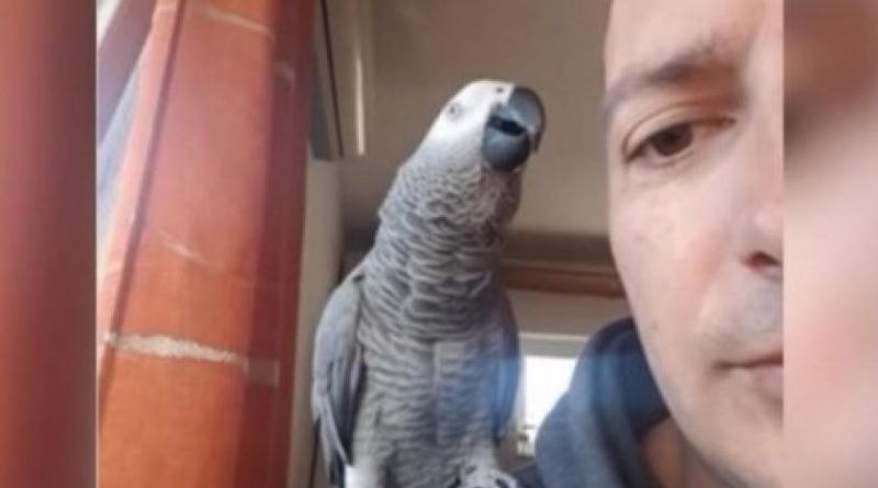 (VIDEO) Papagaj Hugo iz Splita zna više od 2.000 riječi i spaja ih u rečenice, sebe zove "pile moje"