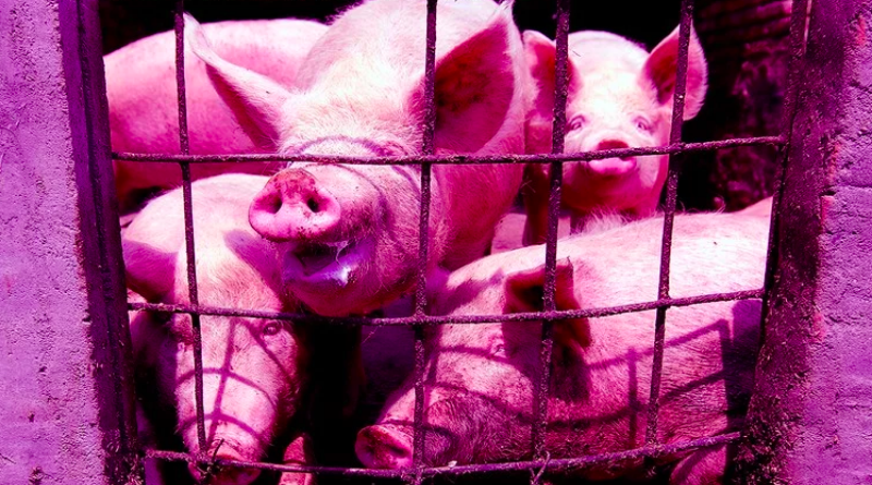 Smrtonosni svinjski virus proširio, svijetu prijeti nestašica svinja