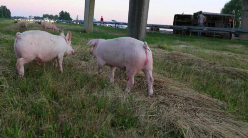Prevrnuo se kamion s 400 svinja, stotinjak stradalo