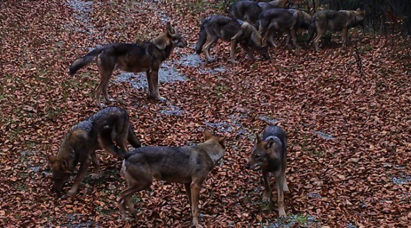 Vukovi sve češći kod Korenice: "Njih sedam svlada kravu bez problema"