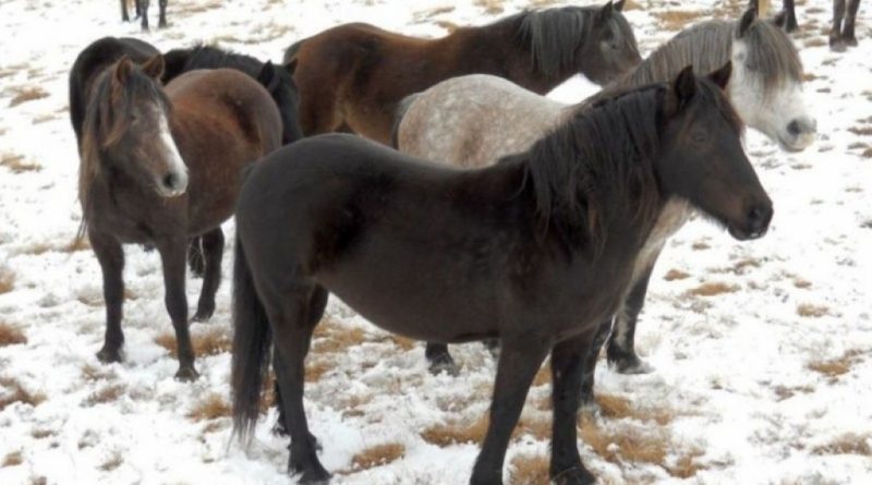 LIVNO: Divlji konji ginu u prometu, a ponekad završavaju i u kobasicama
