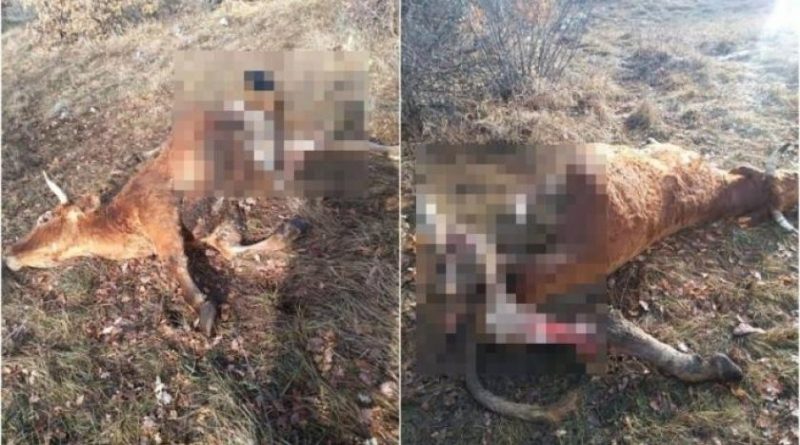 TOMISLAVGRAD: Čopor vukova usmrtio kravu na Ljubuši