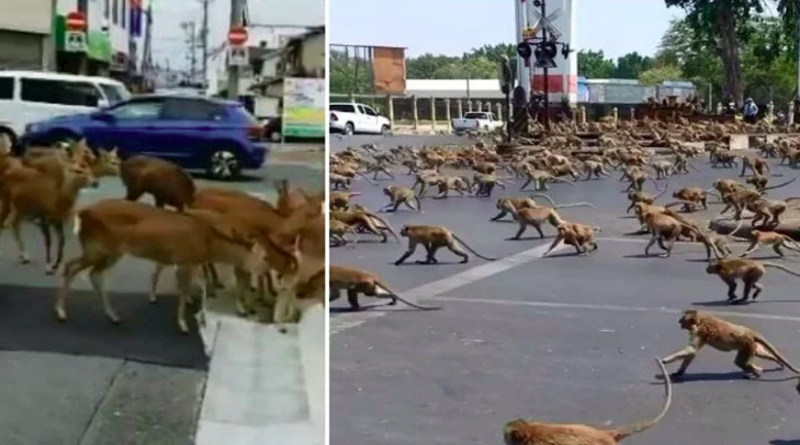 Životinje lutaju ulicama gradova koji se nalaze u karanteni