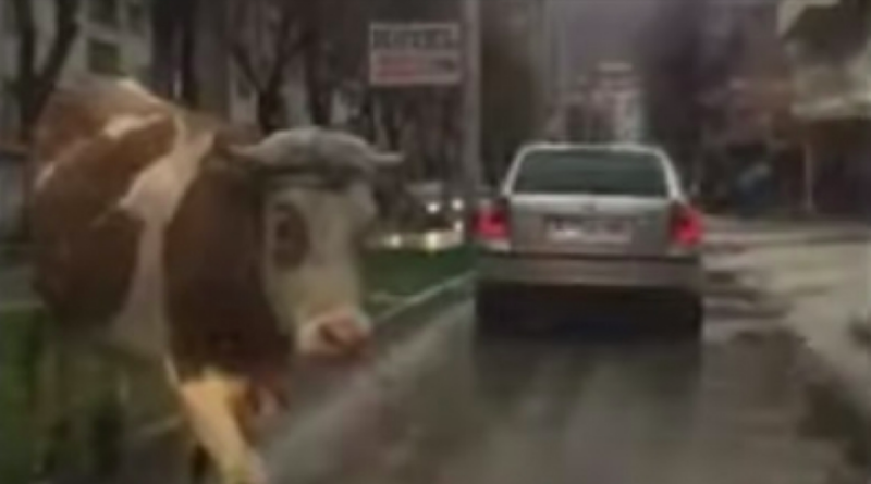Scena iz BiH: Krava zaustavila promet u centru grada (VIDEO)