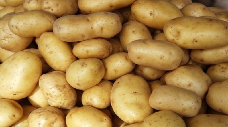 Propadaju milijuni tona krumpira zbog zatvorenih restorana